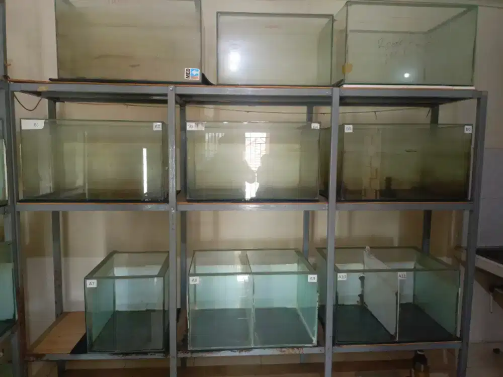 Jual akurium dan rak, harga Rp. 2.500.000. *Nego