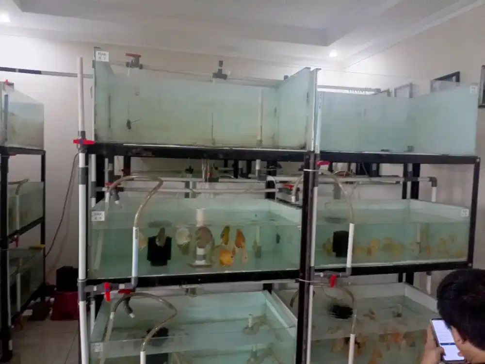 Aquarium, Rak ,dan Ikan discus full setingan Rp.12Jt *bisa nego