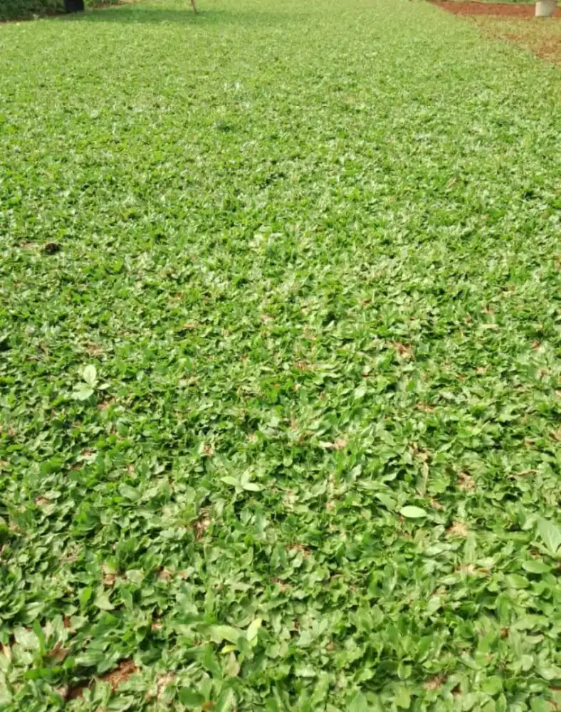 Rumput gajah mini murah