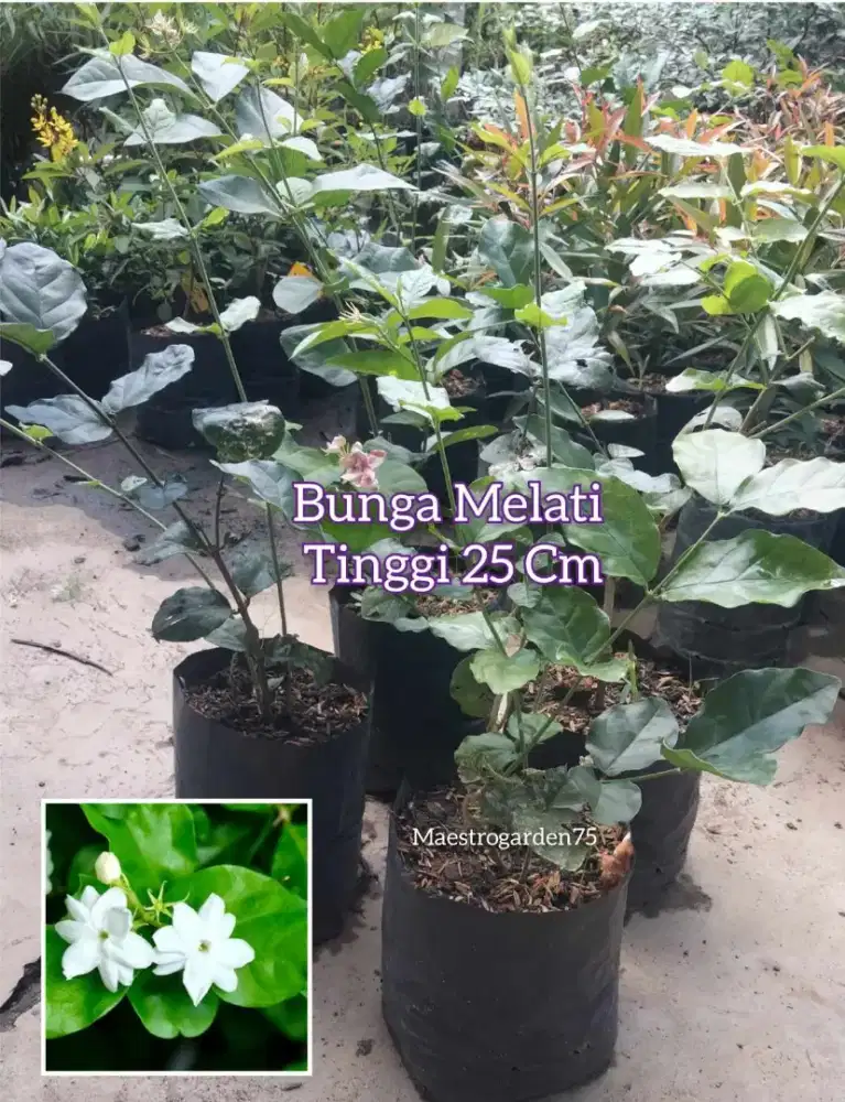 Melati Putih Wangi Tinggi 25 Cm