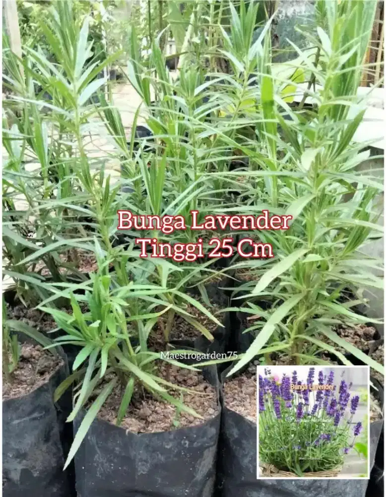 Lavender Bunga Tinggi 20 cm up
