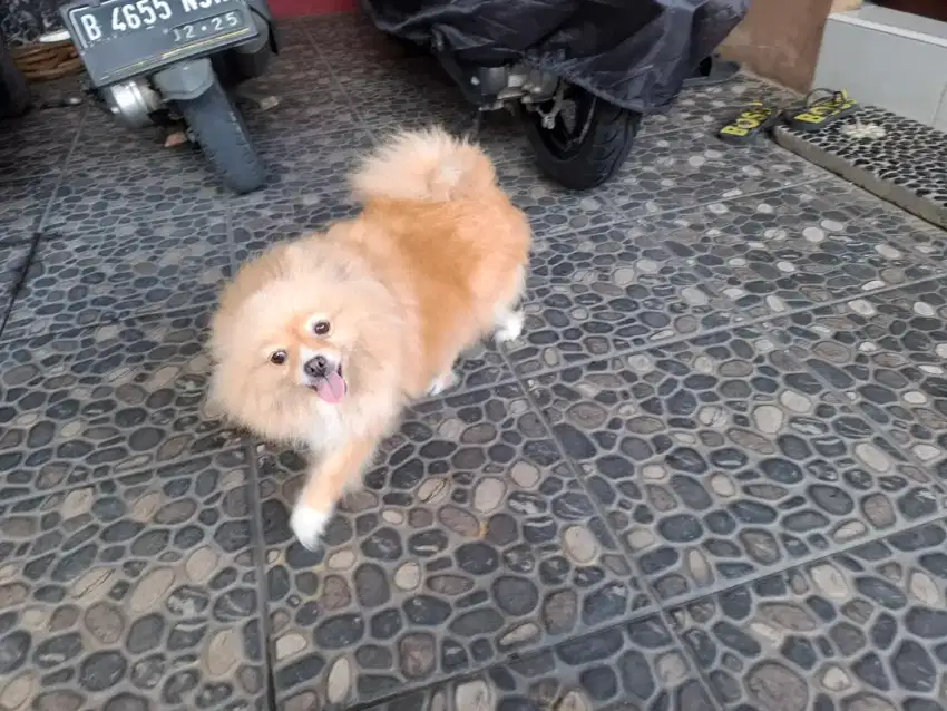 MINIPOM BETINA GEMOY LUCU LINCAH