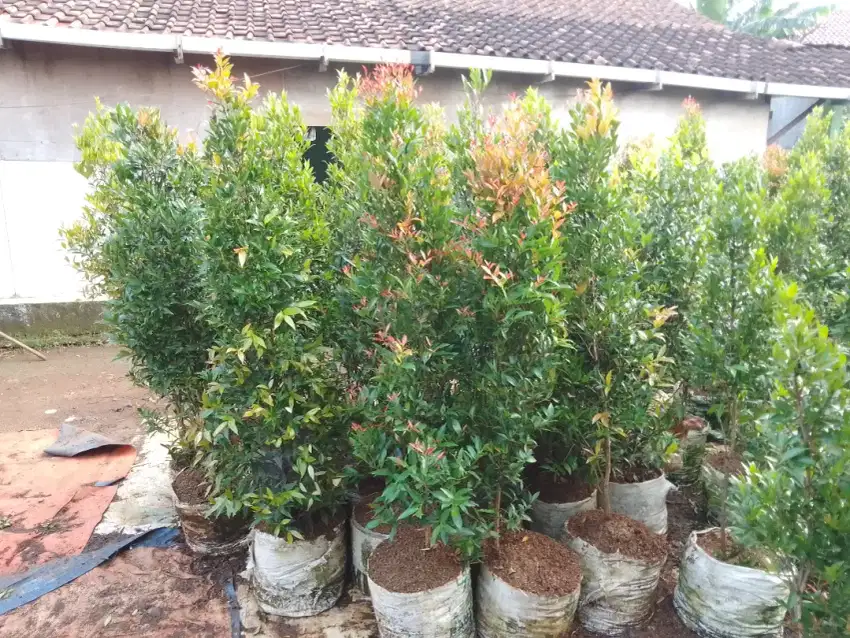 Pucuk merah tinggi 1,5 mtr