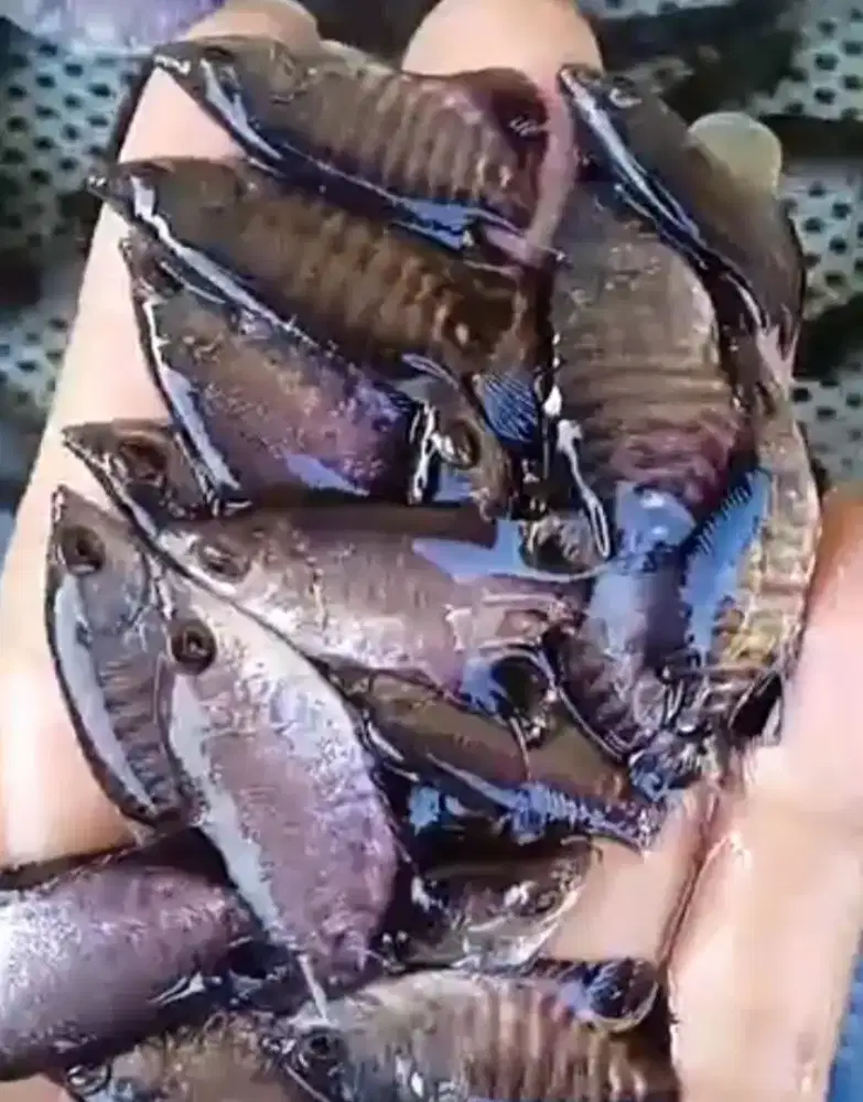 Jual bibitan ikan gurame soang ikan tedy yg minat WA