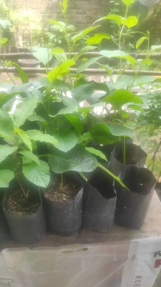 Markisa Jumbo Erbisa dan Markisa Lilikoi