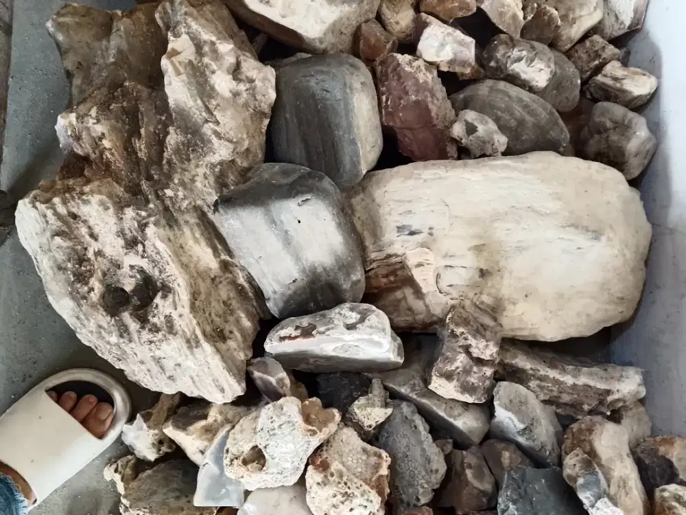 Batu Fosil Kayu Kelor