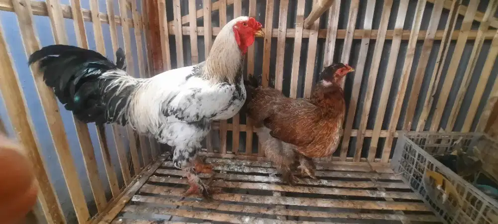 Ayam Brama Jumbo Sepasang