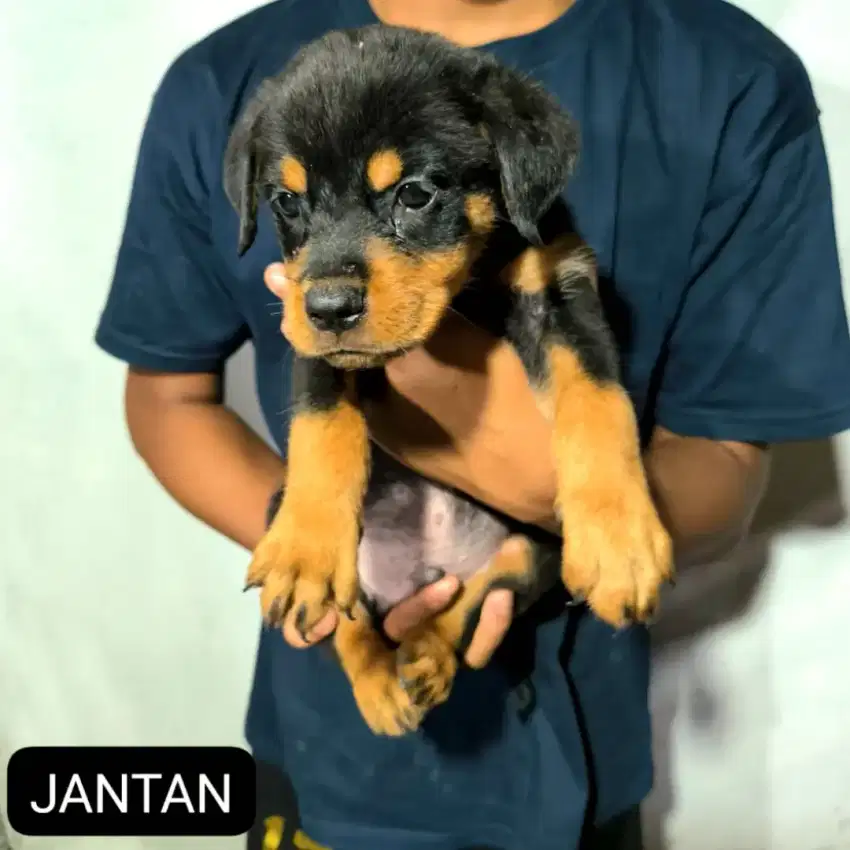 Anakan Anjing Rottweiler Cakep Good Quality Murah