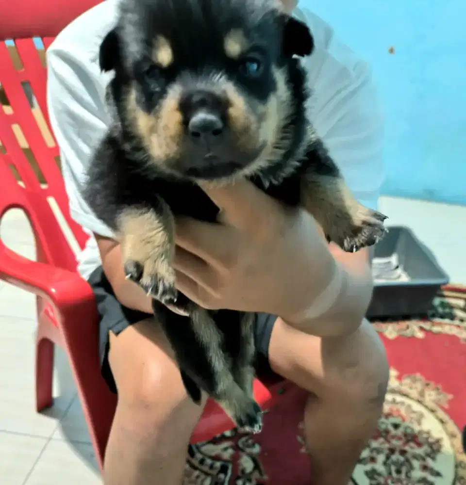 Anakan Anjing Rottweiler Cakep Good Quality Murah