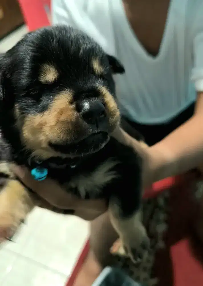 Anakan Anjing Rottweiler Cakep Good Quality Murah