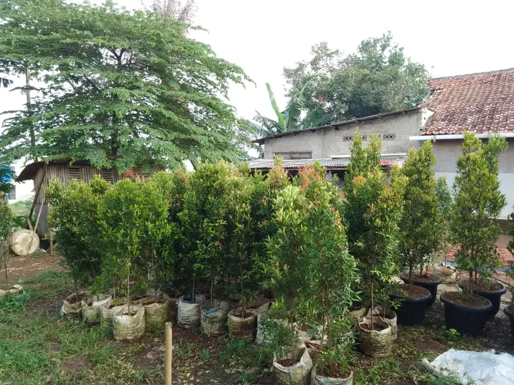 Jual pohon pucuk merah