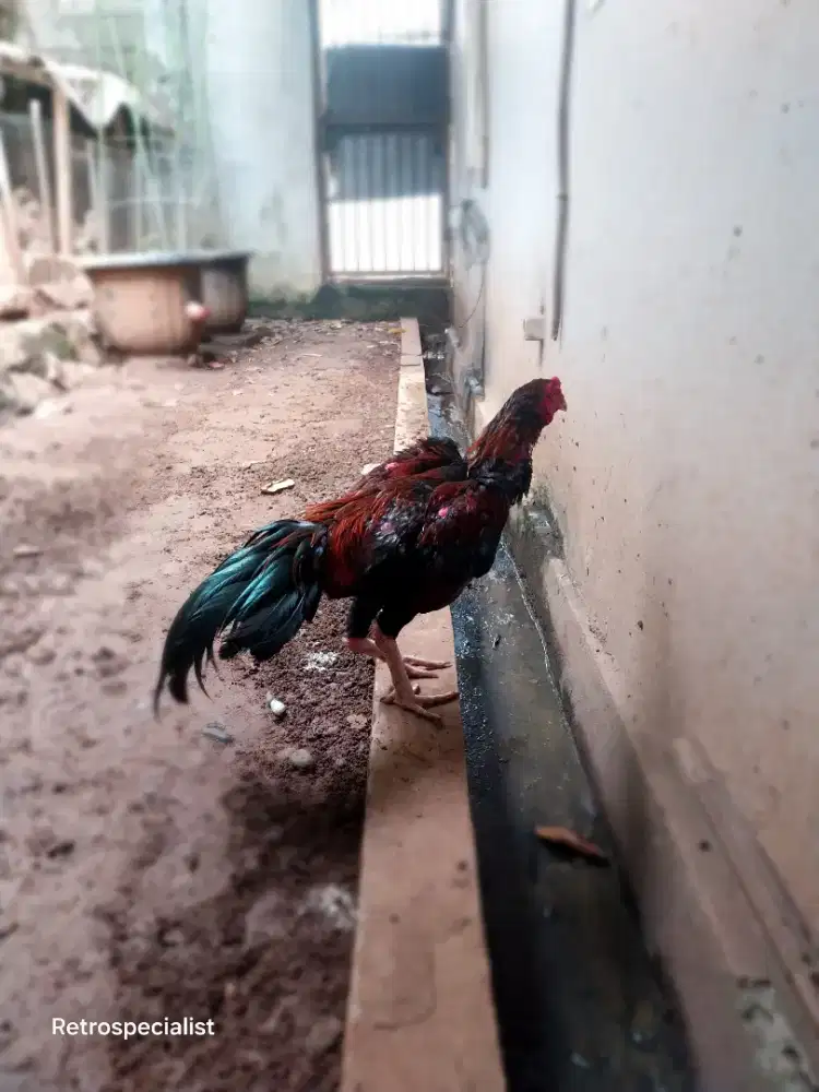 Ayam pakoy pakhoy brakot lock F1