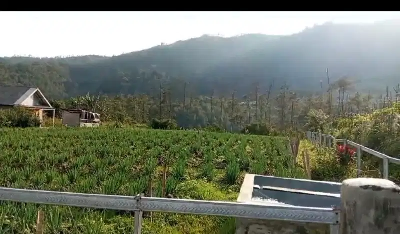 tanah kebun datar view bagus