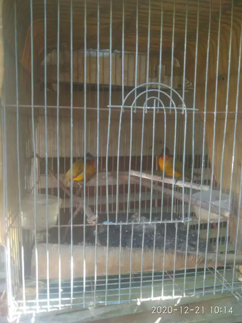 djual burung Kutilang Emas Spasang