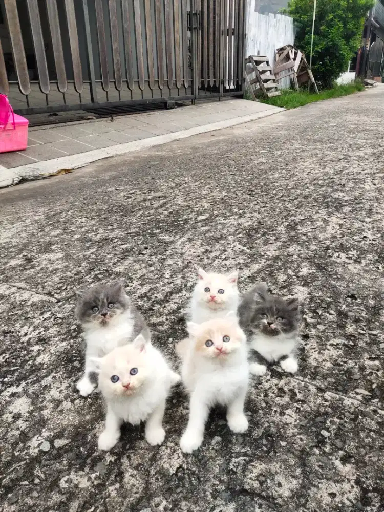 Persia flatnose bulu kapas