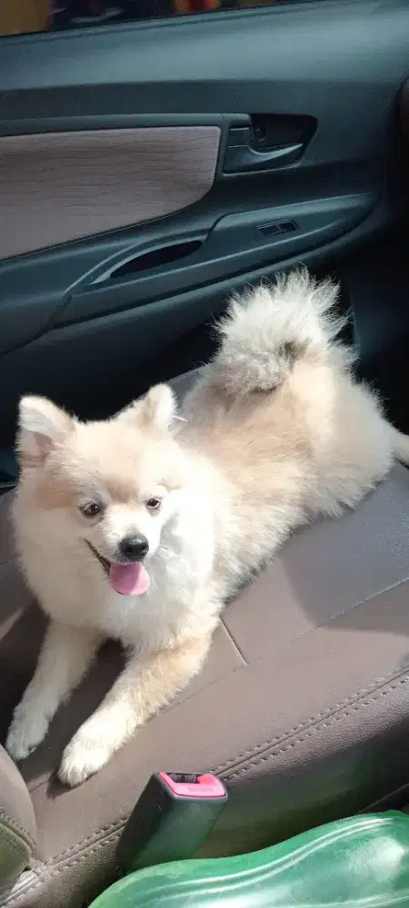 Minipom Jantan Dewasa