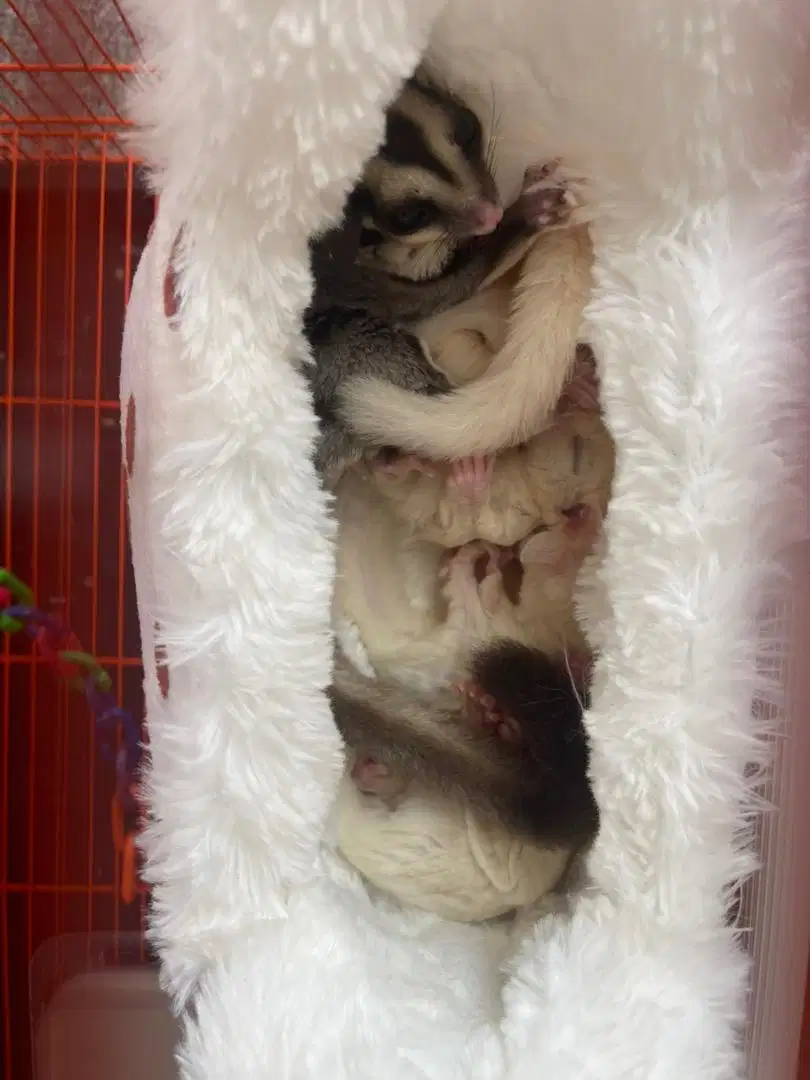 Sugar glider leucistic