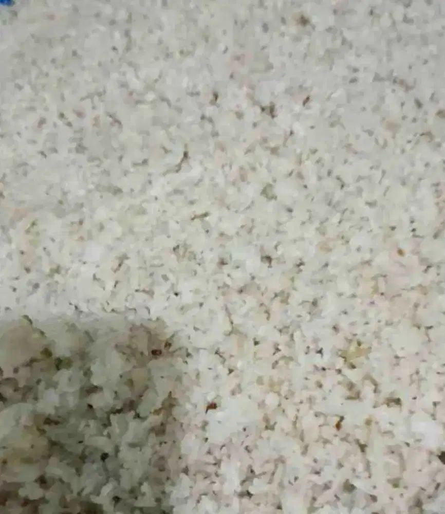 Aron Nasi Kering 1 Kg  Pakan Ternak