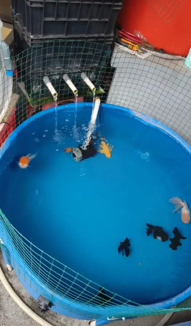 Kolam terpal Orchid uk 1 meter + mesin pompa resun & box filter 4 ssn