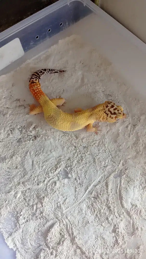 Gecko Lemon Frost Super Giant