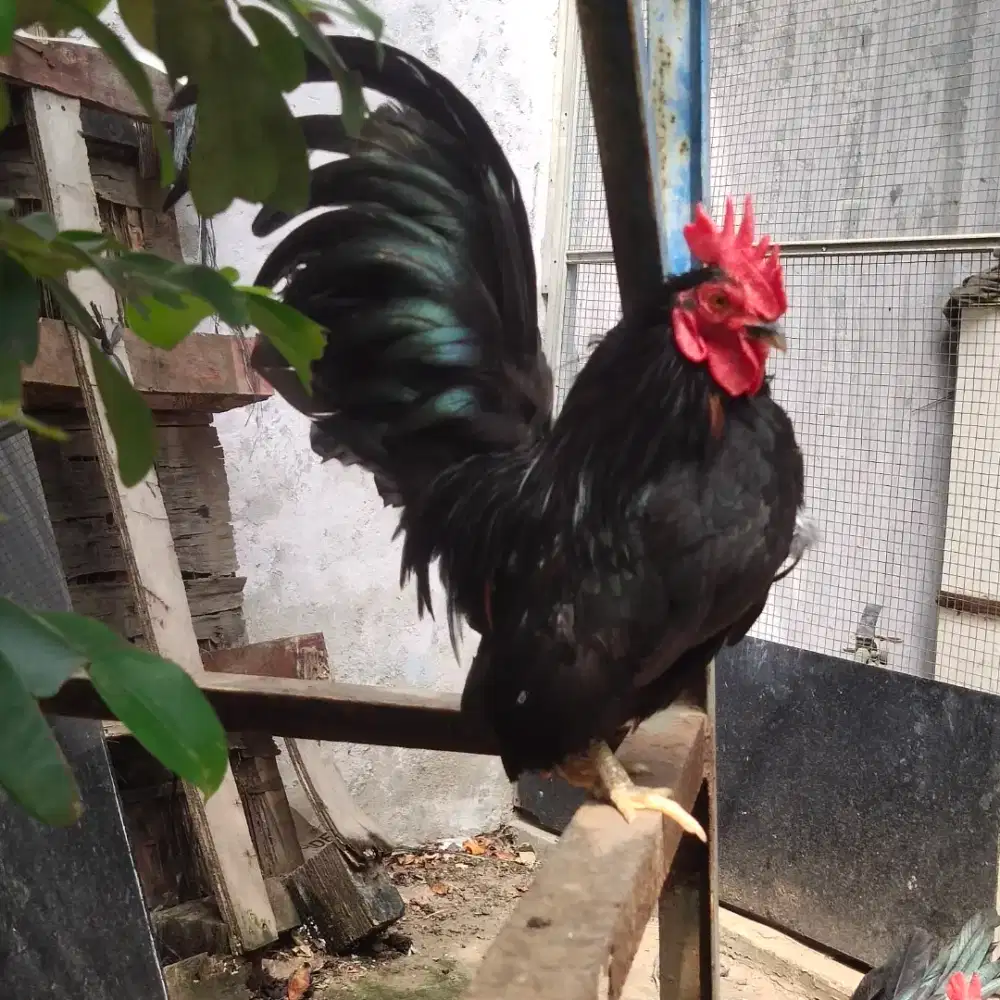 Ayam Hias serama hitam 7,5 bilan.