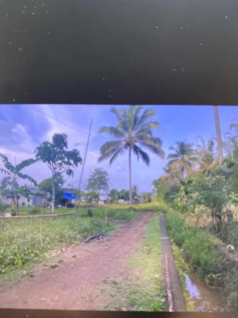 Tanah cocok buat tanam nilam dekat jalan