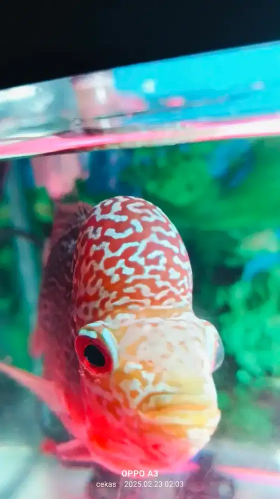 Fulset Louhan full mutiara