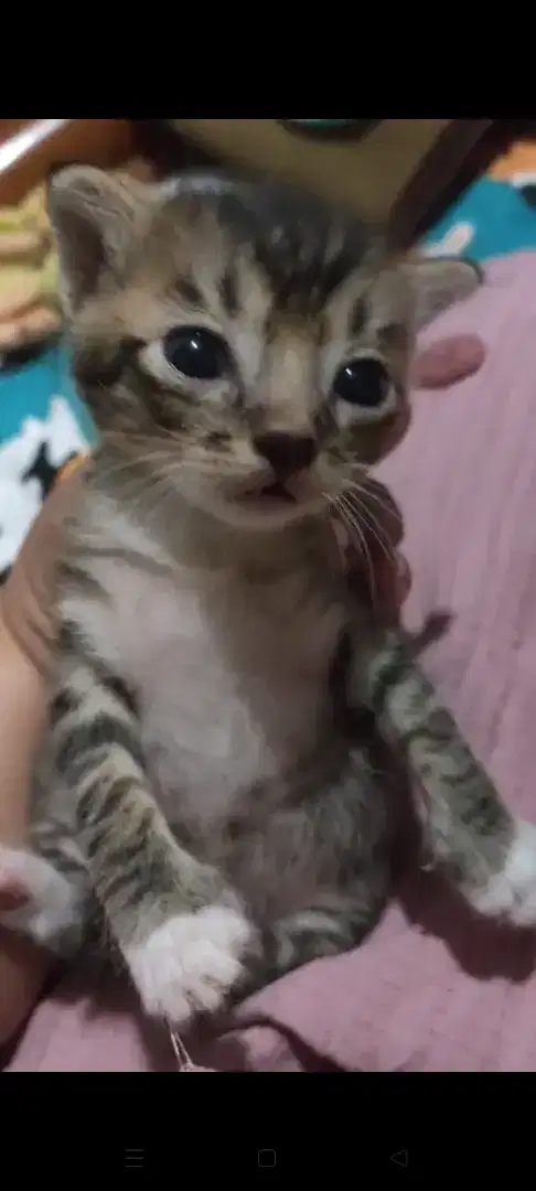 Oper adopsi kucing