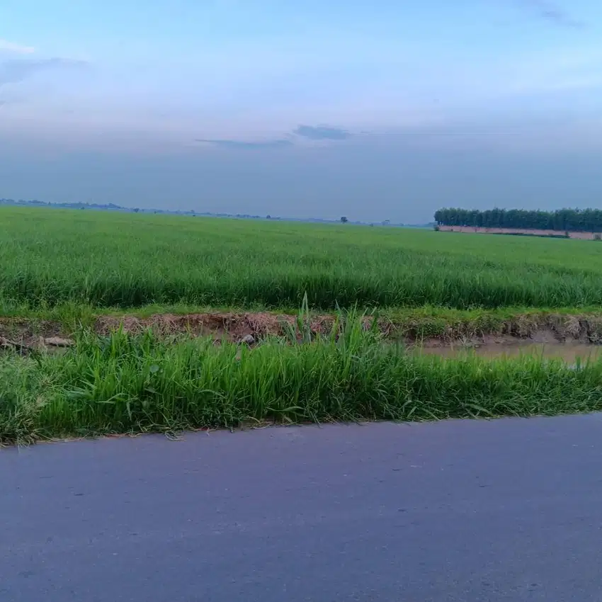 Di jual Tanah/Sawah