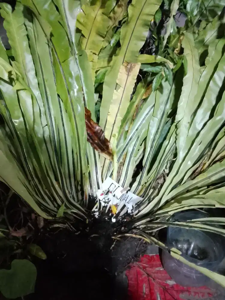 Bunga Pakis Kadaka/sarang burung