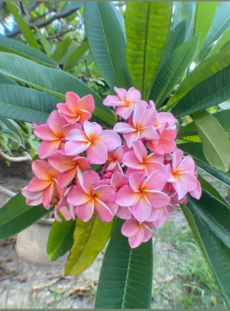 Pohon Kamboja Bali pink