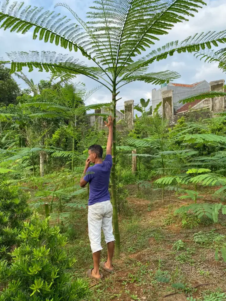 Distributor pohon pelindung , solobium