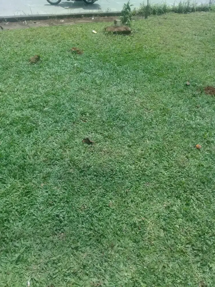 Distributor rumput hias