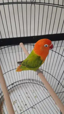 Lovebird Biola Green merah pedas