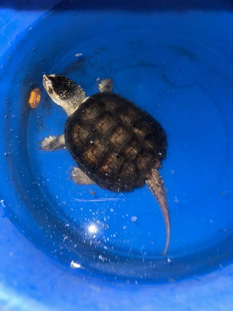 kura kura cst common snaping turtle