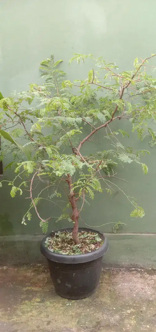 Bonsai asem jawa