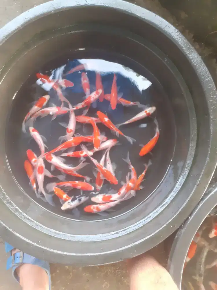 Jual ikan koi warna slayer uk 15 cm paket 40 ekor