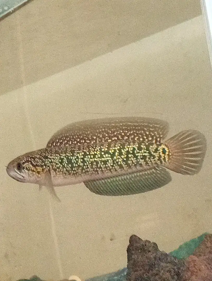 Channa Asiatica Batik