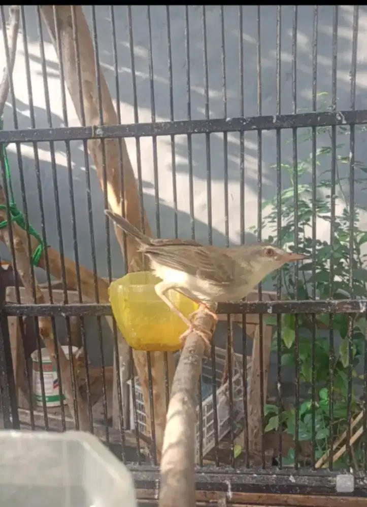 Ciblek sawah A2b1 burja