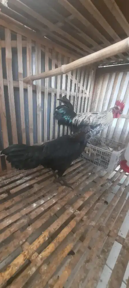 ayam langka sepasang Jari 10