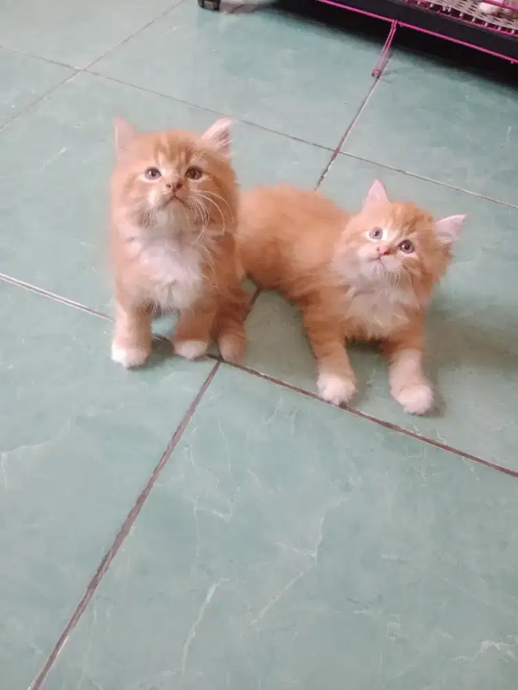 Kucing Ras Anggora Persia