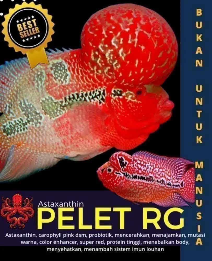 Pakan ikan louhan pelet rg