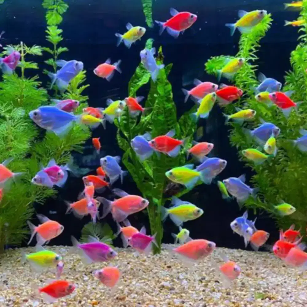 ikan glowfish tetra paketan isi 50ekor