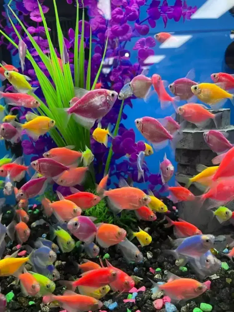 ikan glowfish tetra paketan isi 50ekor
