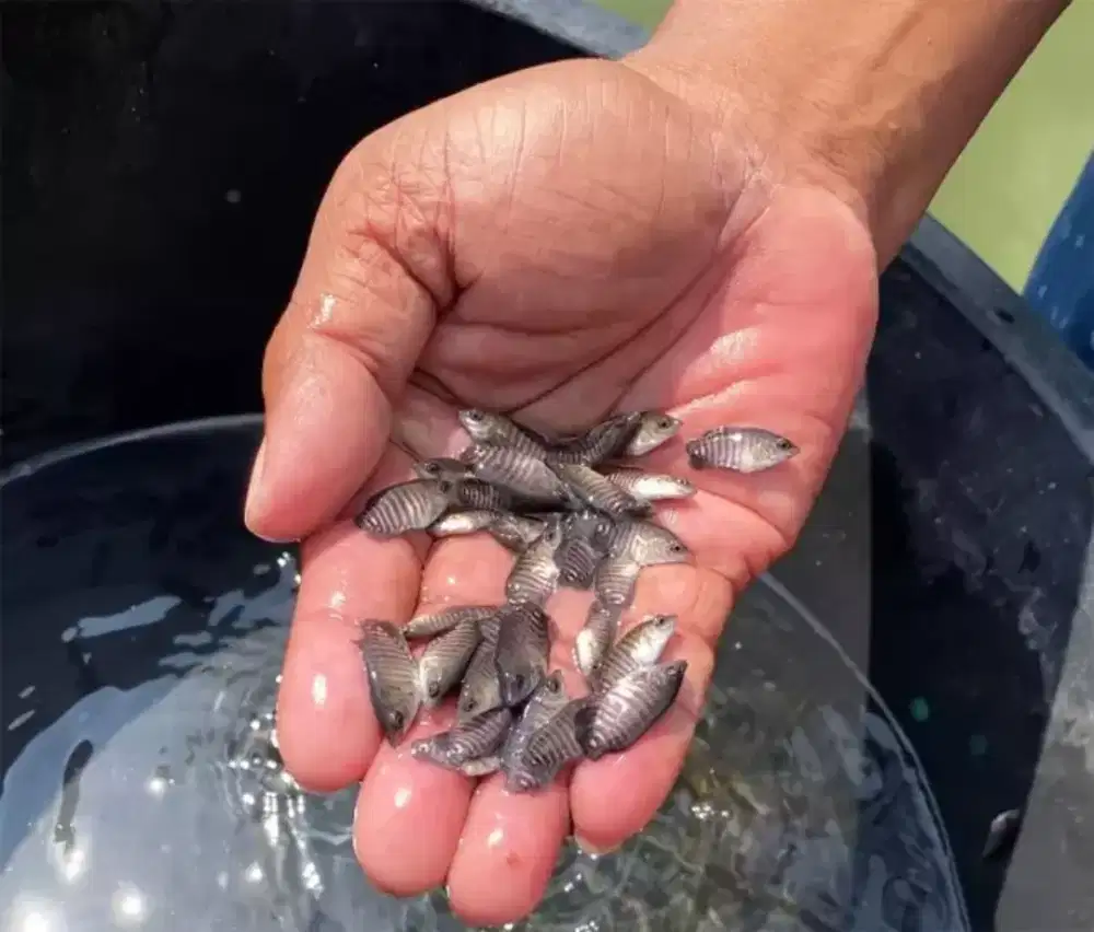 bibit gurame ngramo paketan isi 30ekor