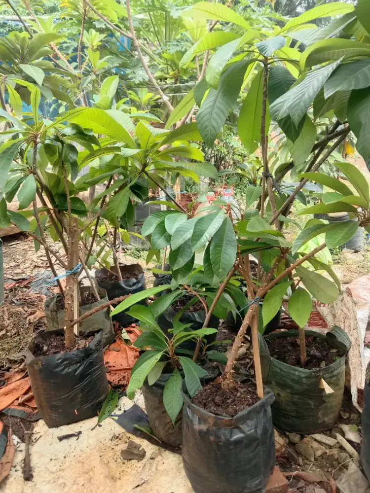 Jual bibit pohon mamey sapote dari hasil cangkok bermacam varian
