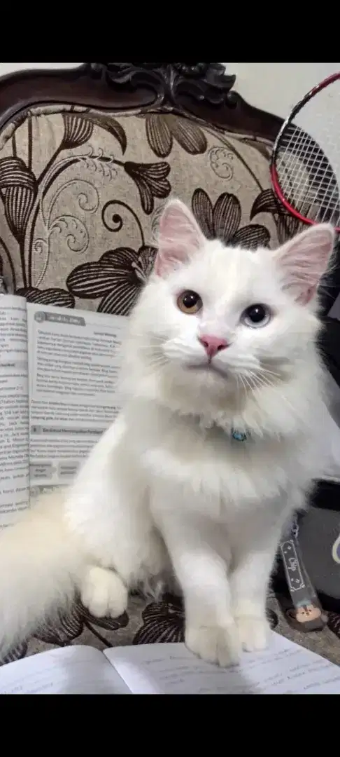 Open adopt kucing persia