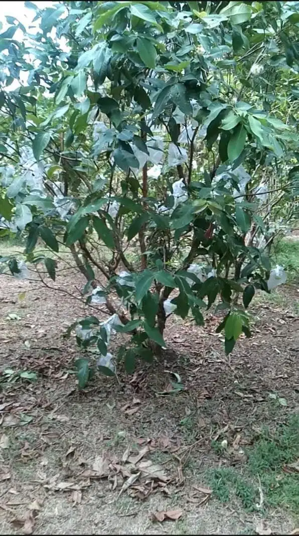 Dijual Murah Lahan Perkebunan Jambu Siap Panen di Cibarusa Bekasi