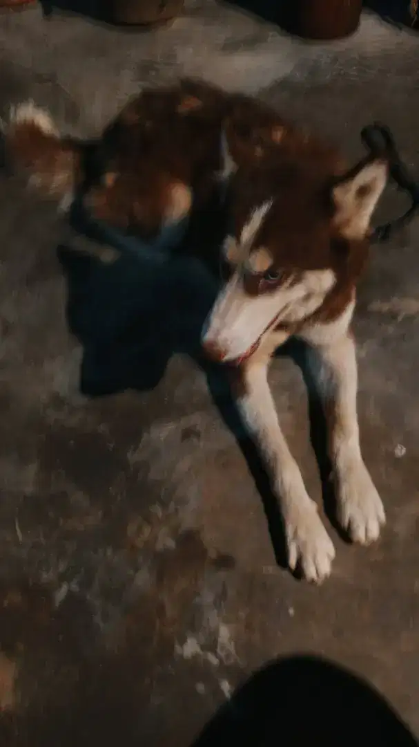 SIBERIAN HUSKY BETINA