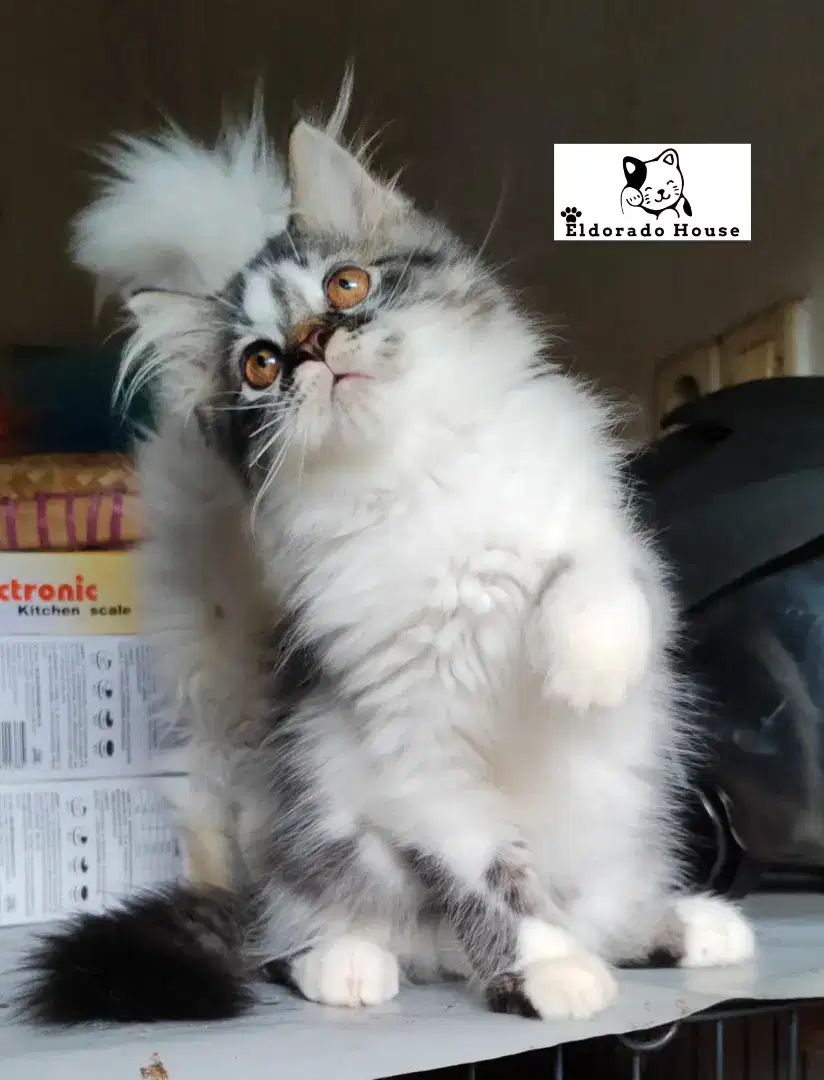 Kucing Persia Jantan Bigbone Abu Putih Tabby